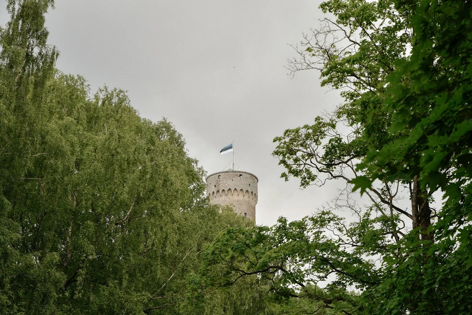 The Pikk Hermann tower of Toompea Castle in Tallinn flying the Estonian flag, framed by green summer trees